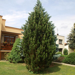    Pinus nigra Pyramidalis